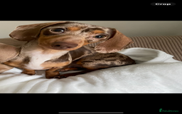 Miniature Dachshund dogs for sale: Looking for a new home for ‘Apple’ - Image 1