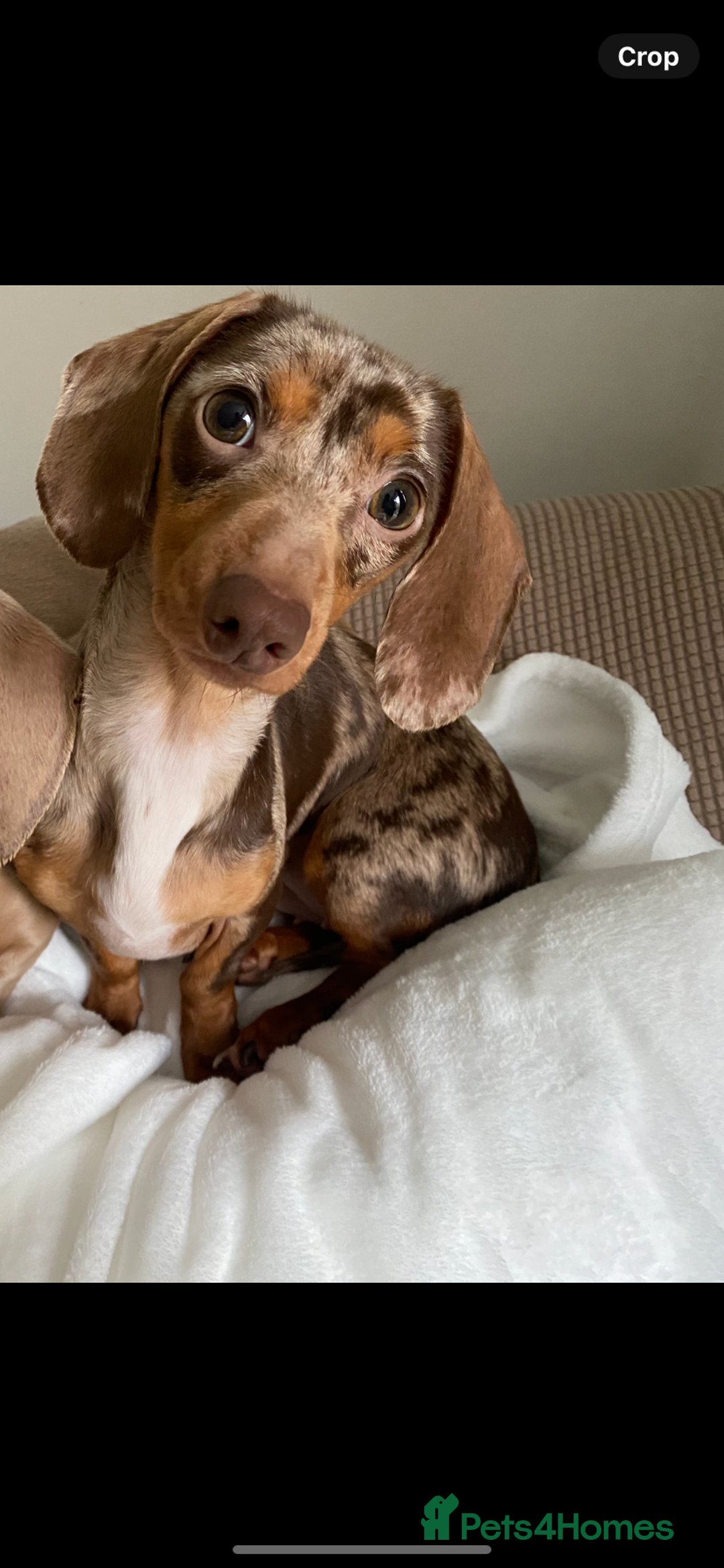 Miniature Dachshund dogs for sale: Looking for a new home for ‘Apple’ - Image 1