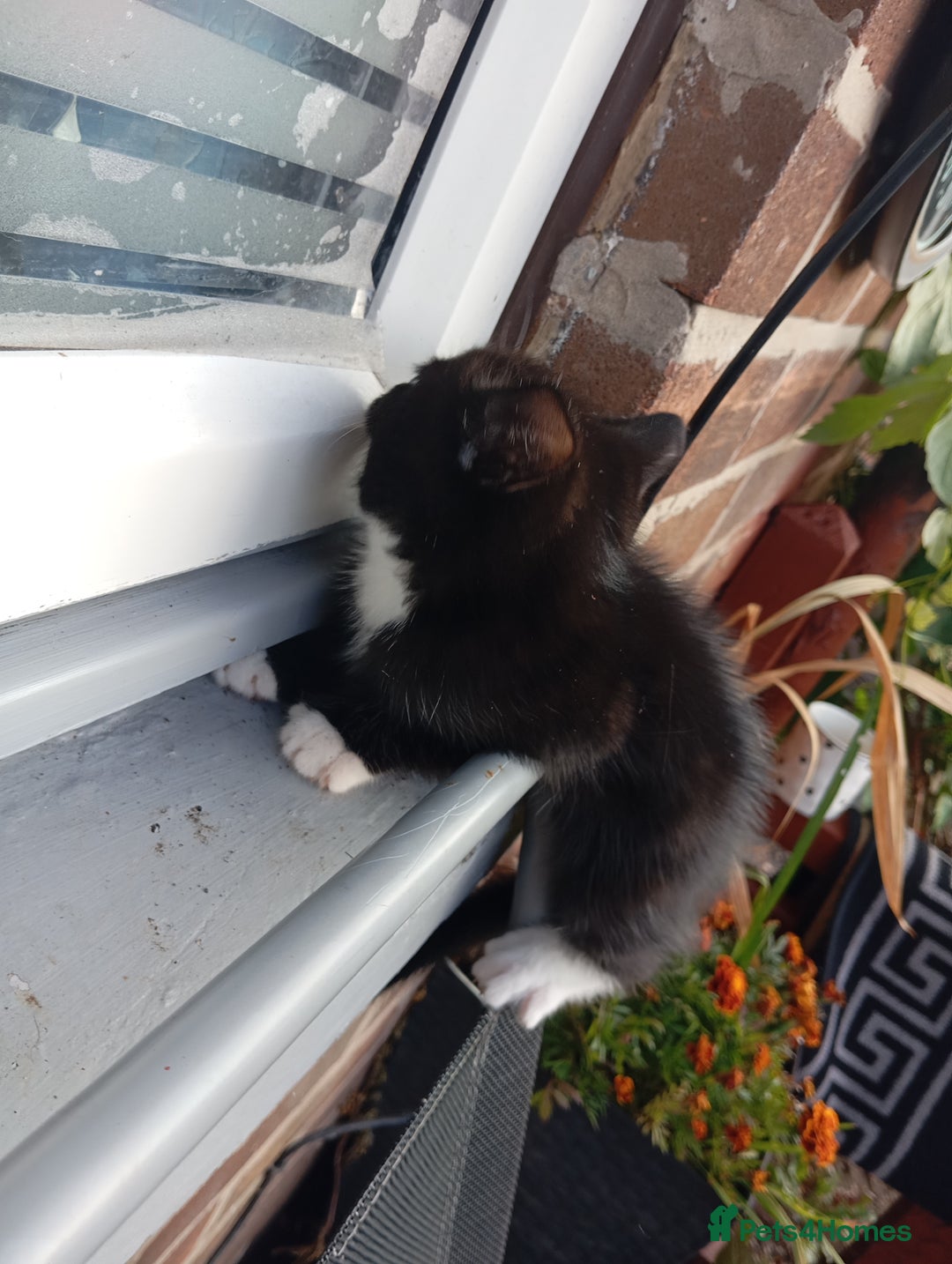 European cats for sale: Kitten  - Image 1