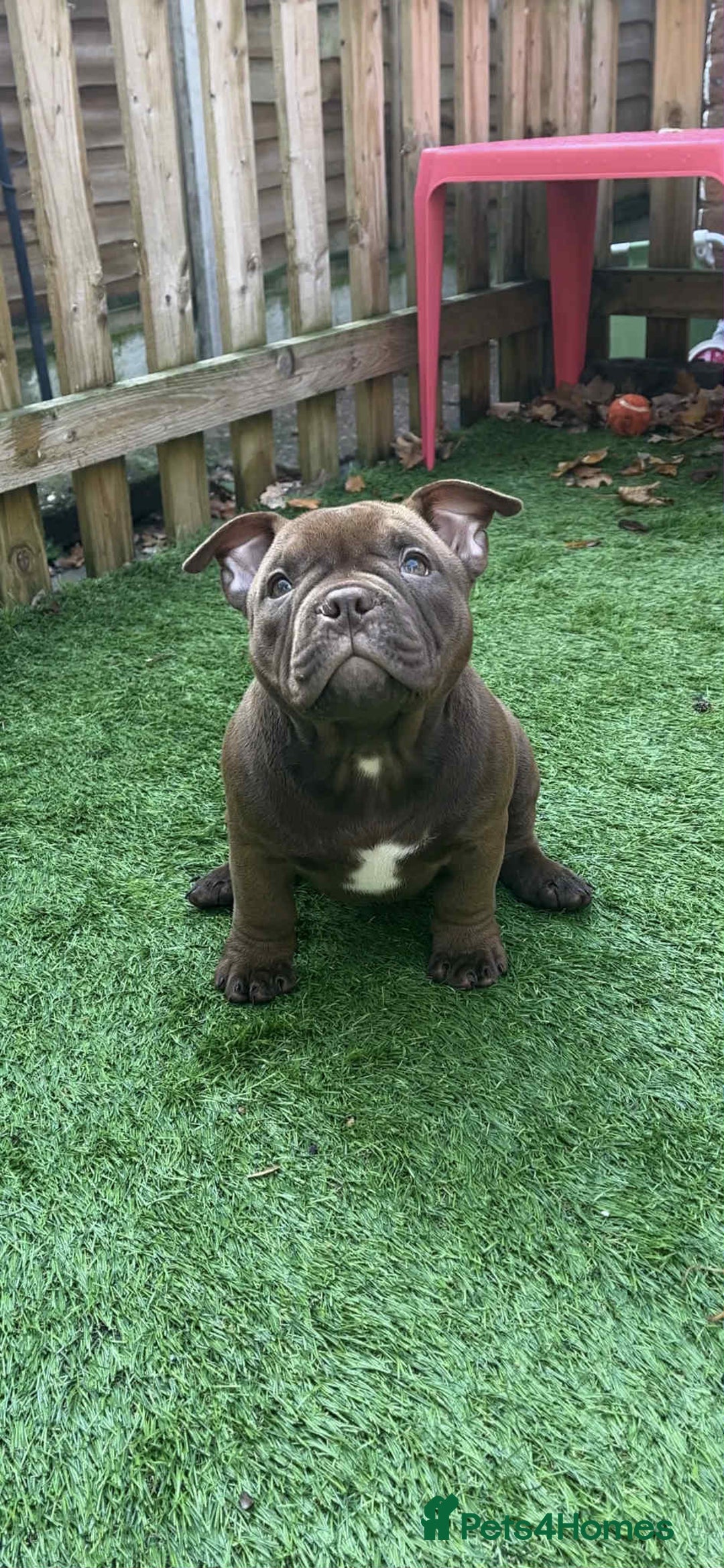 American Bully dogs for sale: Micro Exotic Bully ABR Females - Image 12