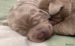 Labrador Retriever dogs for sale: Highest Health Tested Silver Puppies  - Image 9