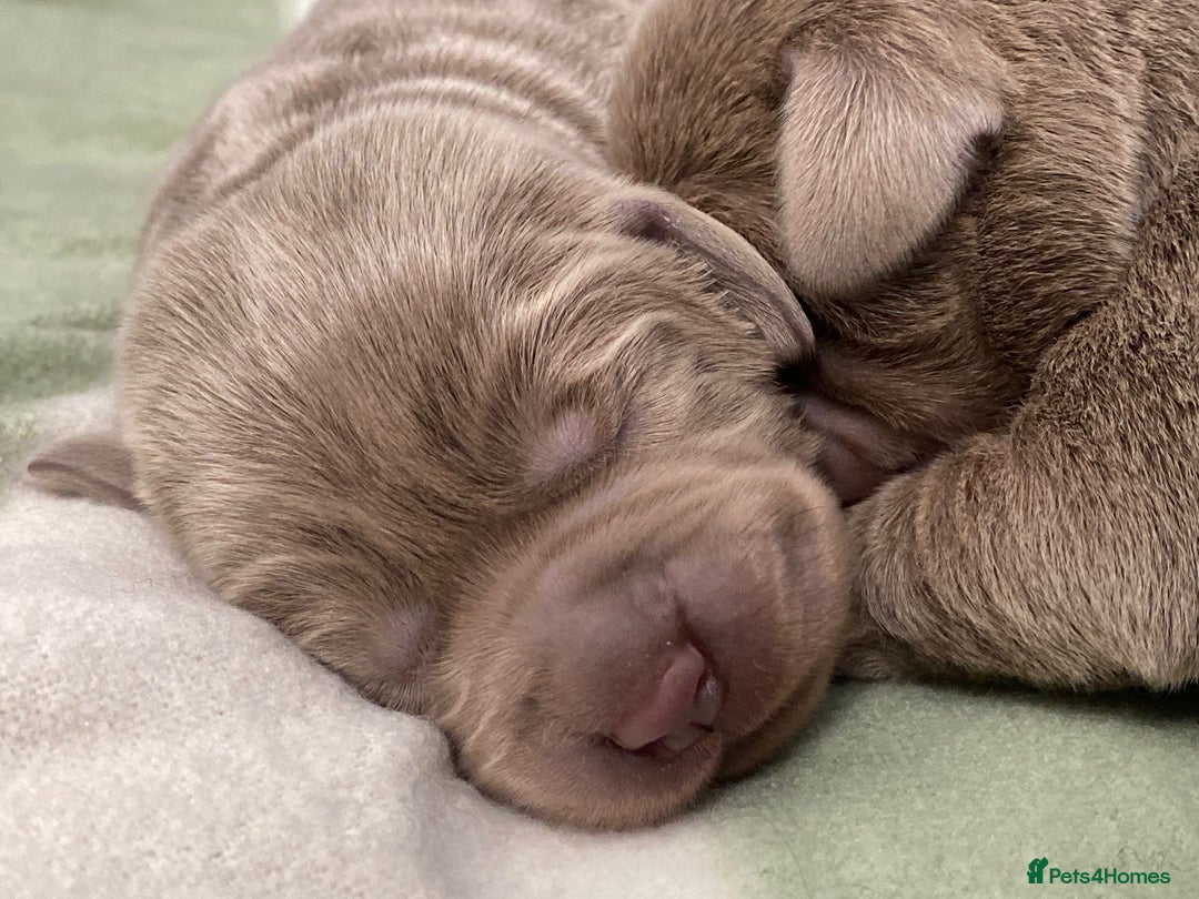 Labrador Retriever dogs for sale: Highest Health Tested Silver Puppies  - Image 9