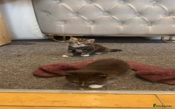 Mixed Breed cats for sale: 🐱4 fluffy male kittens🐱 - Image 6