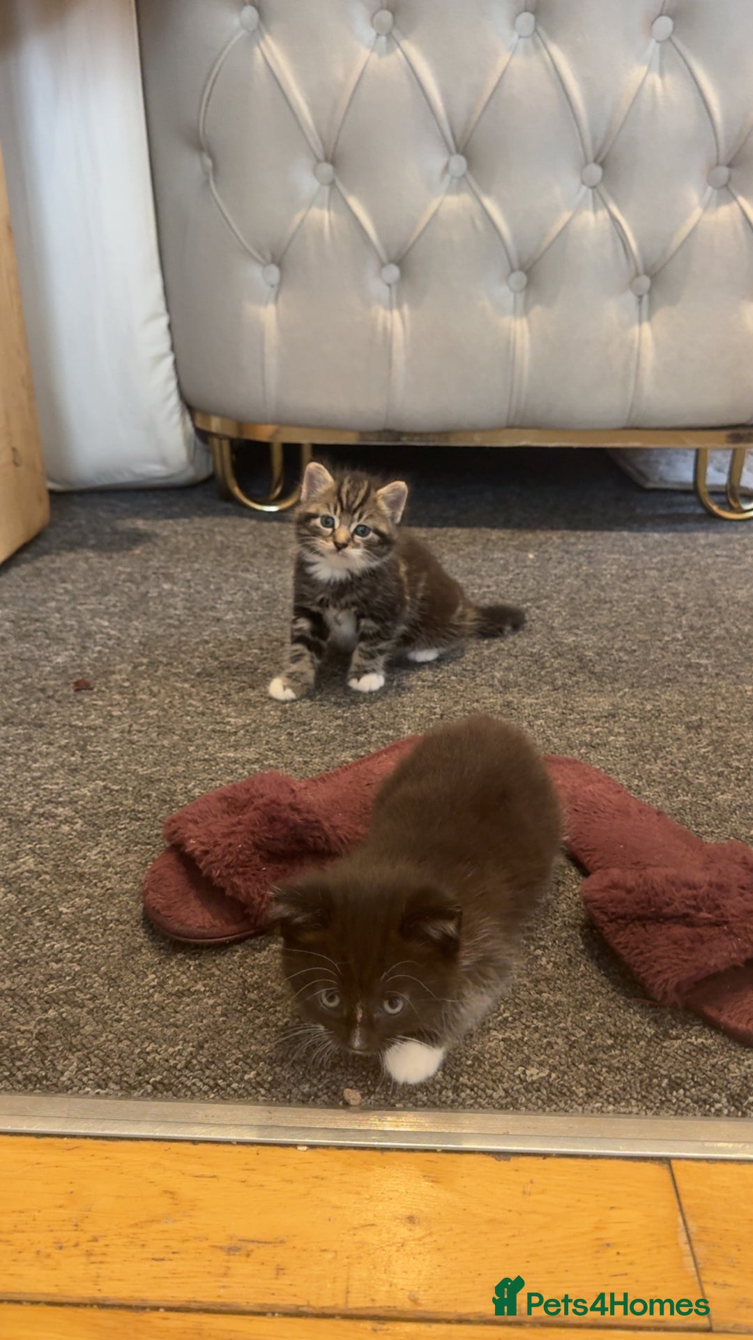 Mixed Breed cats for sale: 🐱4 fluffy male kittens🐱 - Image 6