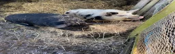 Pig livestock for sale: 2 x unregistered Kune Kune males 2 years old - Advert 3