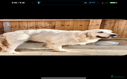 Golden Retriever dogs for stud: KC English CREAM retriever STUD…. - Image 2