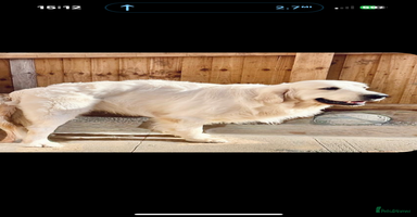 Golden Retriever dogs - Advert 13