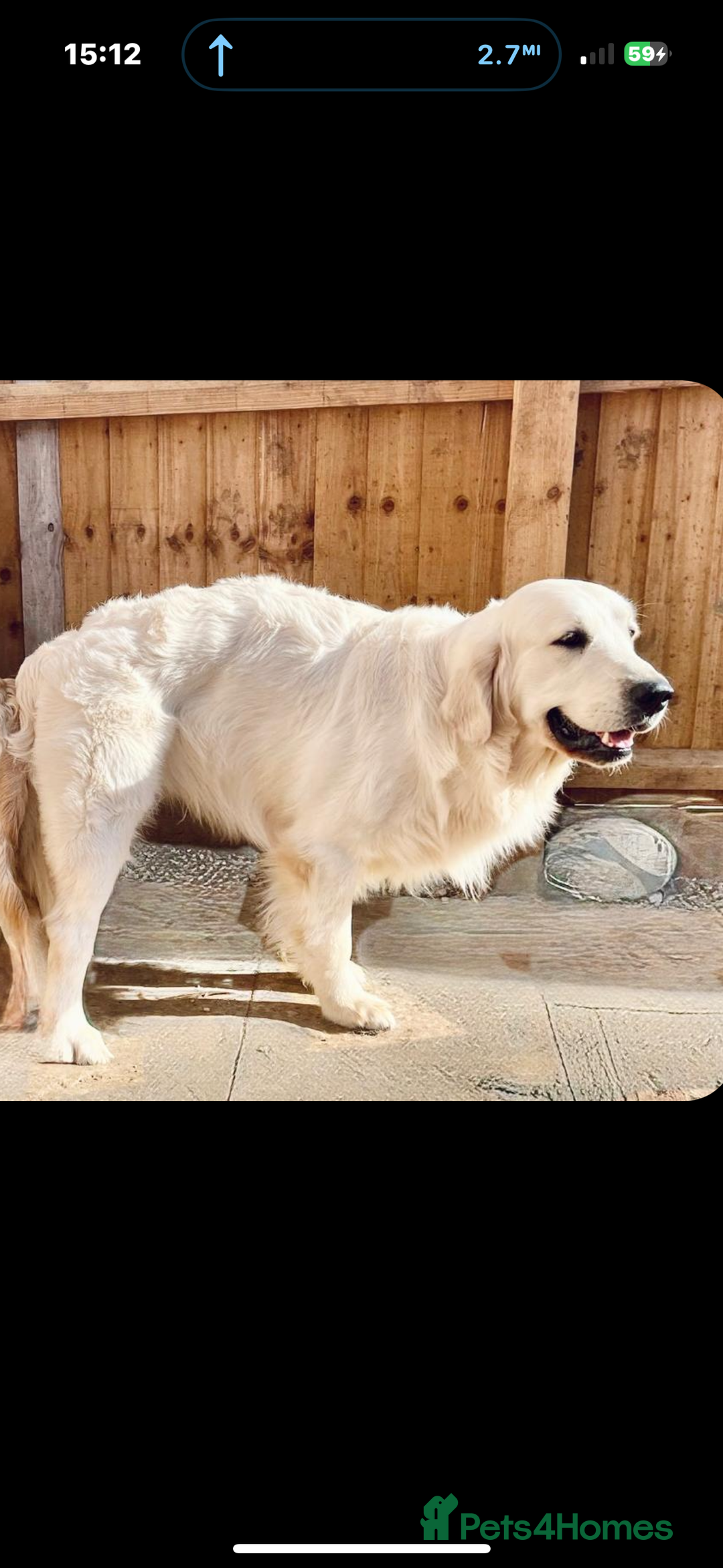 Golden Retriever dogs for stud: KC English CREAM retriever STUD…. - Image 2