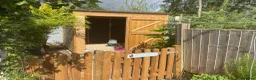 Chickens poultry for sale: White silkies - Advert 7