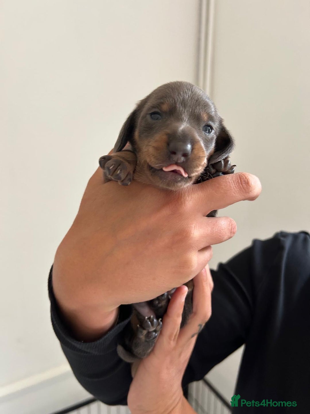 Dachshund dogs for sale: Miniature Dachshund puppies  - Image 3