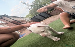 American Bulldog dogs for sale: American bulldog (johnson type) - Image 3