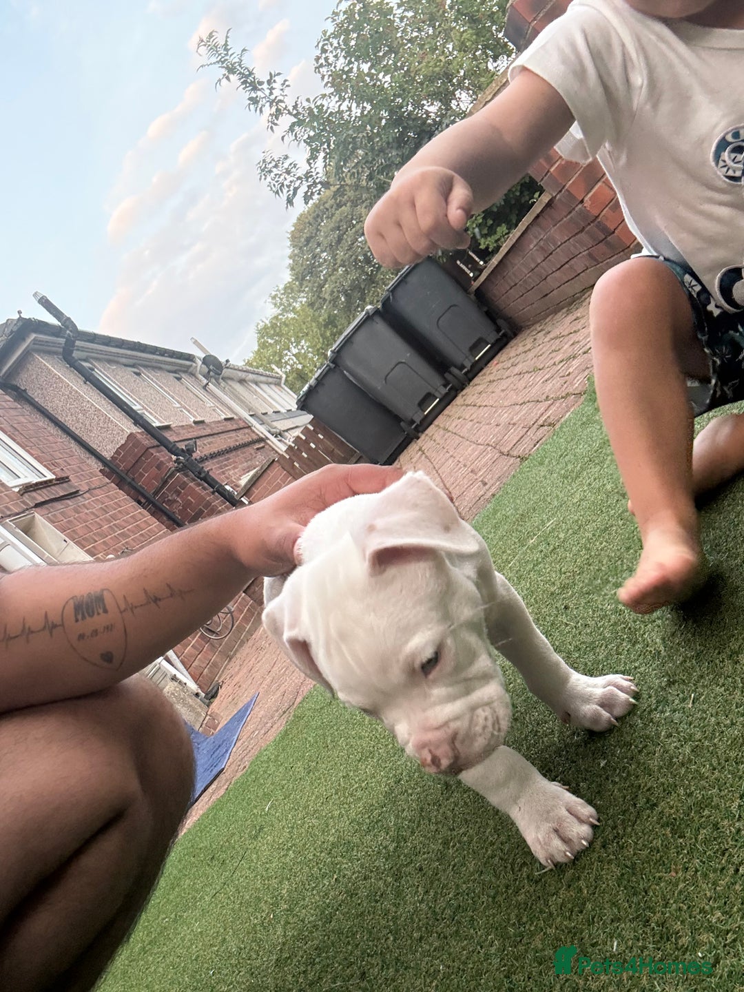 American Bulldog dogs for sale: American bulldog (johnson type) - Image 3