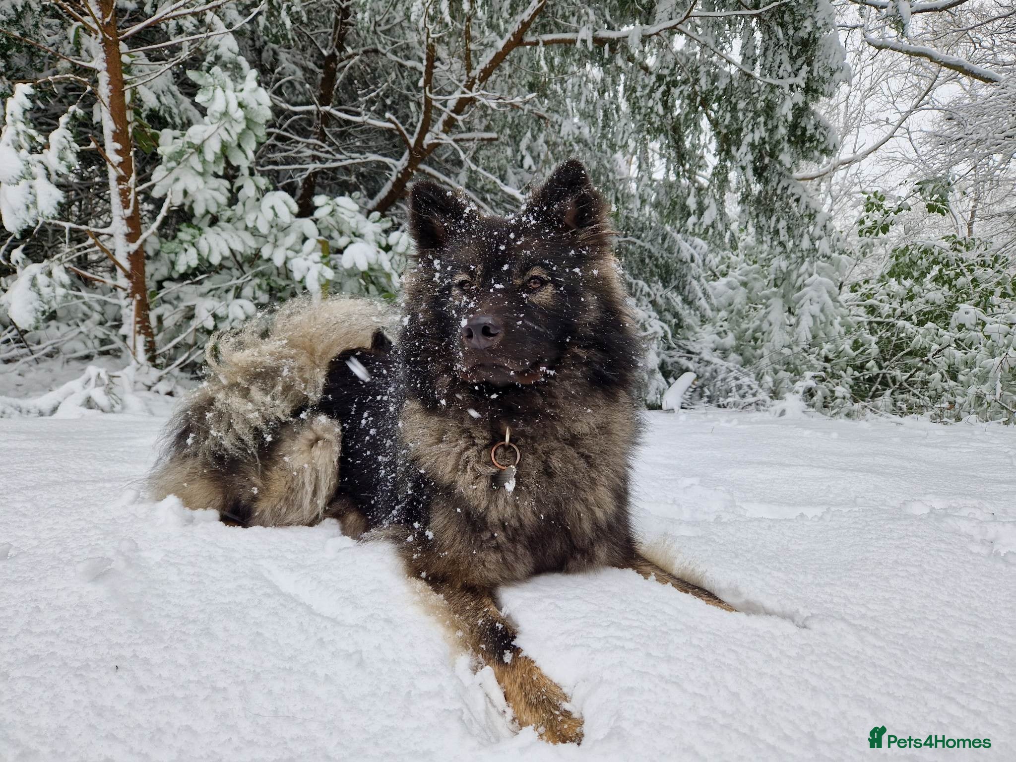Eurasier dogs Euraiser Kennel Club registered Puppies for sale - Advert 1