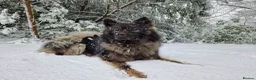 Eurasier dogs for sale: Euraiser Kennel Club registered Puppies for sale - Advert 1