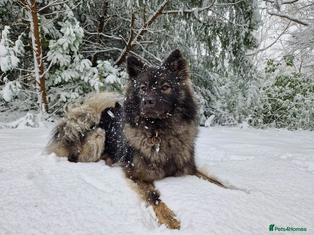 Eurasier dogs for sale: Euraiser Kennel Club registered Puppies for sale - Advert 1