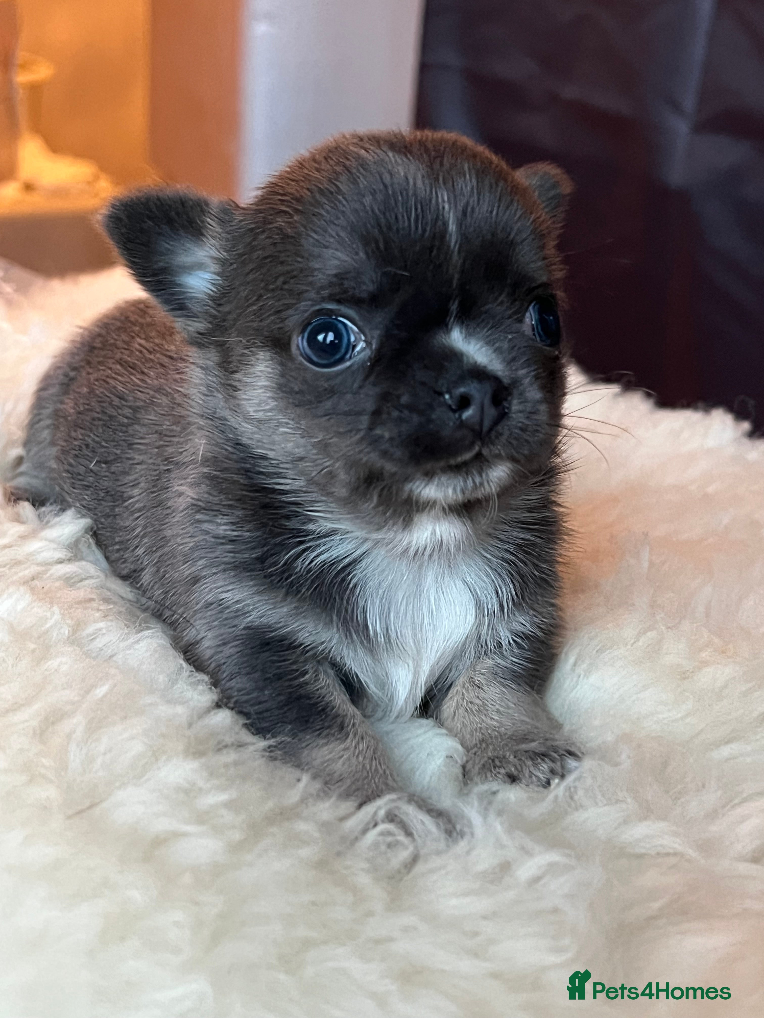 Chihuahua dogs Stunning top quality long haired Chihuahuas - Advert 6