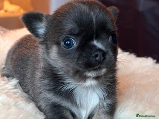 Chihuahua dogs Stunning top quality long haired Chihuahuas - Advert 6