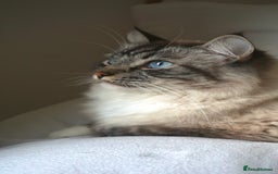 Ragdoll cats for sale: Male 6 year old Tabby Lynx Ragdoll cat - Image 1