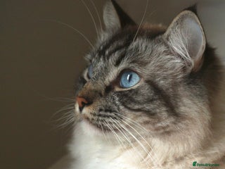 Ragdoll cats - Advert 28