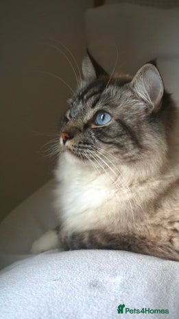 Ragdoll cats - Advert 3