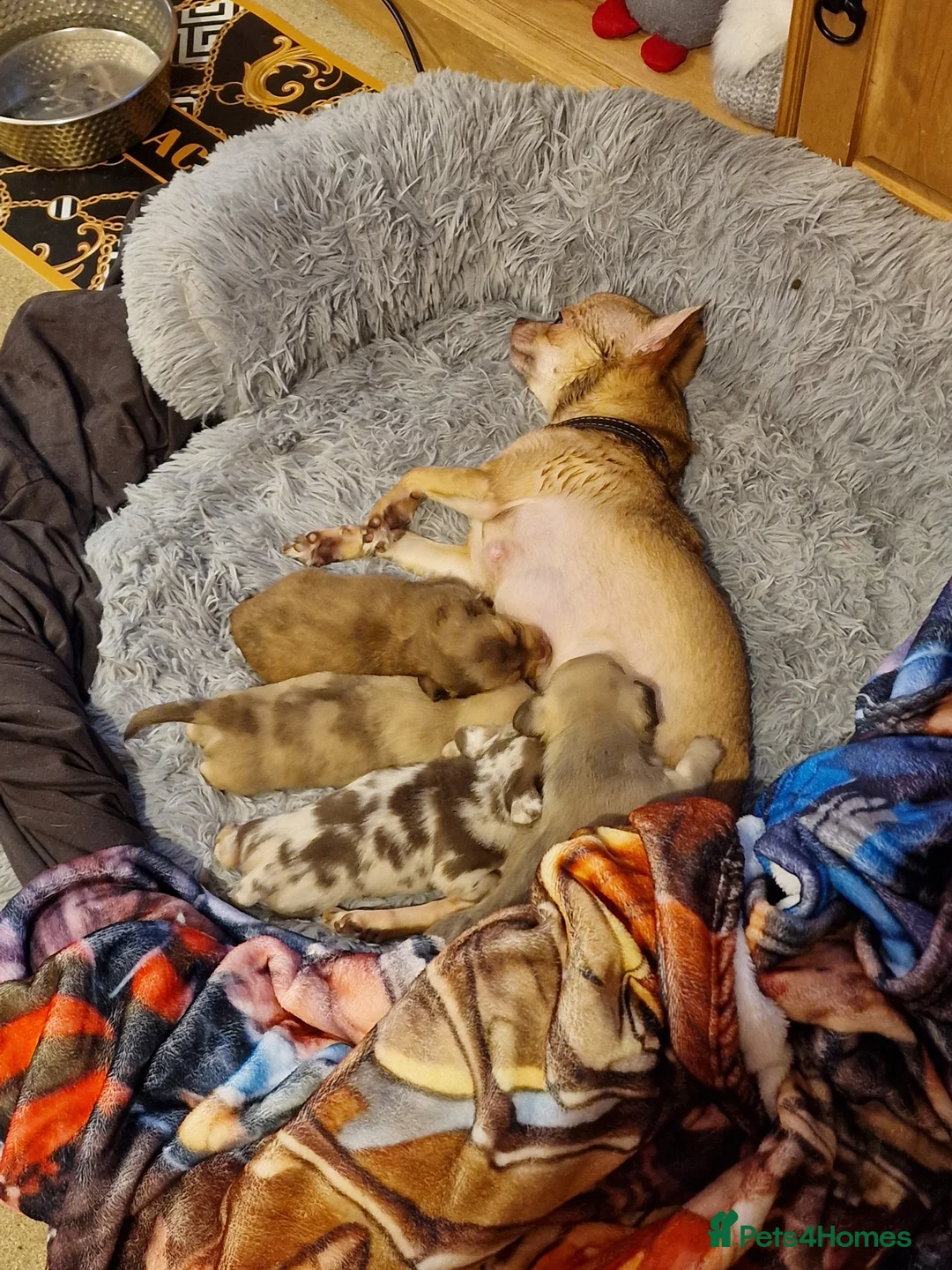 Chiweenie dogs for sale: Chiweenie Puppies Available  - Advert 1