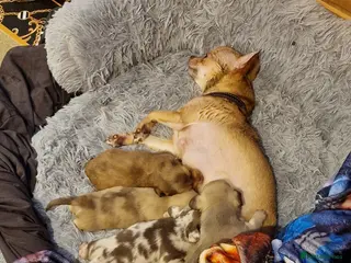 Chiweenie dogs Chiweenie Puppies Available - Advert 17