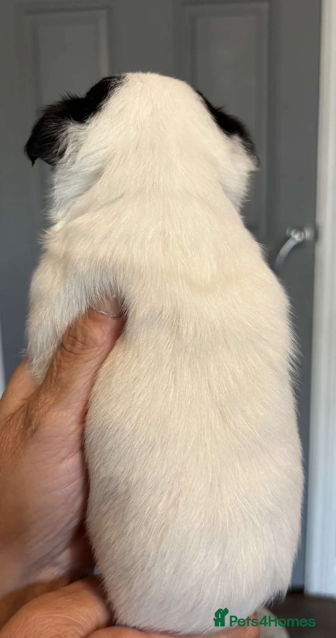 Chihuahua dogs for sale: Stunning chihuahua pups available boy&girl  - Advert 21