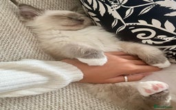 Ragdoll cats for sale: Gorgeous Mitted Bluepoint Ragdoll - Image 6