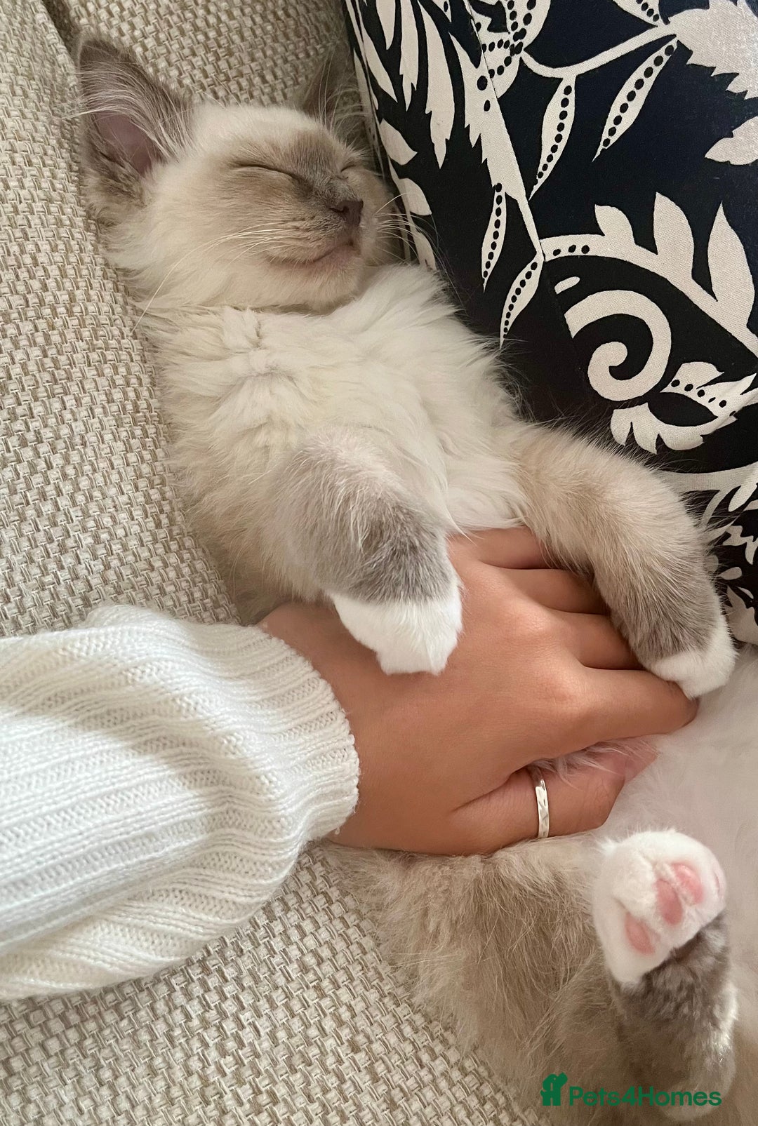 Ragdoll cats for sale: Gorgeous Mitted Bluepoint Ragdoll - Image 6