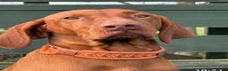 Hungarian Vizsla dogs for sale: 8 Five week old KC Reg Vizsla Puppies for sale - Advert 1