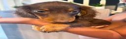 Dachshund dogs for sale: 1 BOY LEFT AVAILABLE🥰  - Advert 5