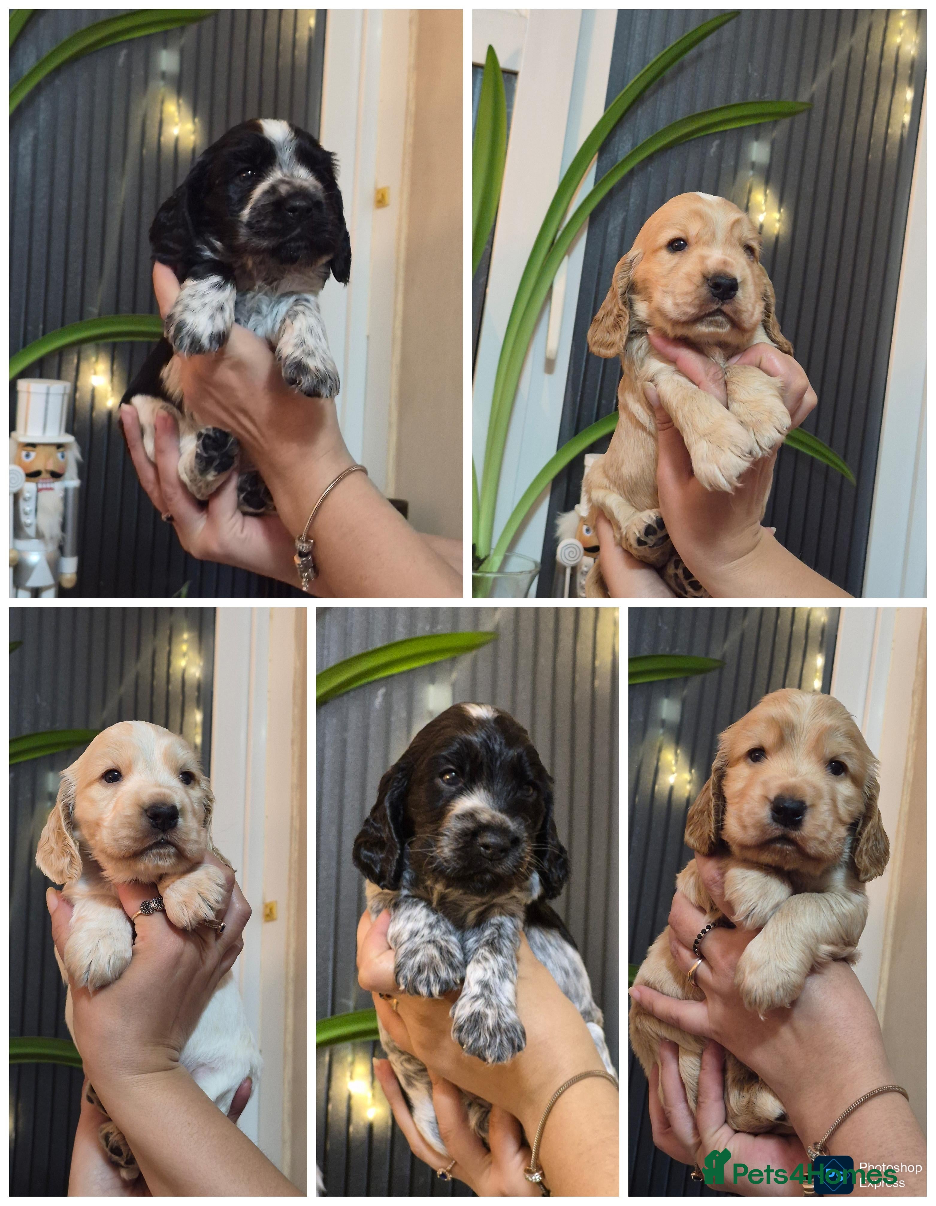 Cocker Spaniel dogs Open for reserve English Cocker Spaniel puppies - Advert 5