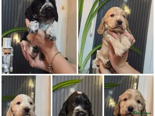Cocker Spaniel dogs Open for reserve English Cocker Spaniel puppies - Advert 5
