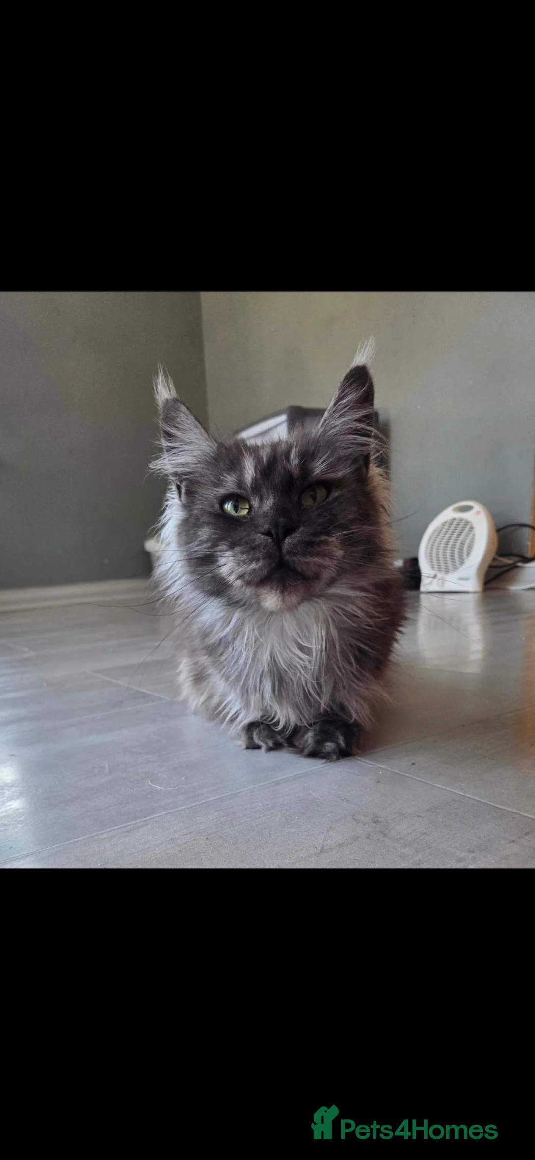 Maine Coon cats for sale: Blue/ black smoke Imported Lines - Advert 2