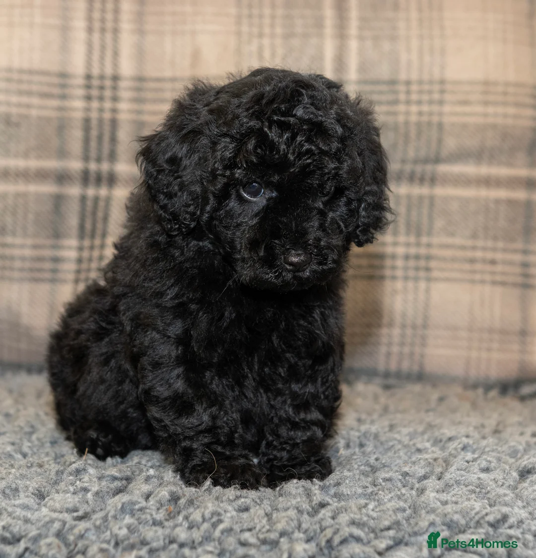 Cavapoo dogs for sale: F1B Cavapoo - 2 puppies left  - Advert 5