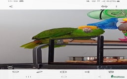 Parrots birds for sale: Elderly  amazon parrot - Image 3