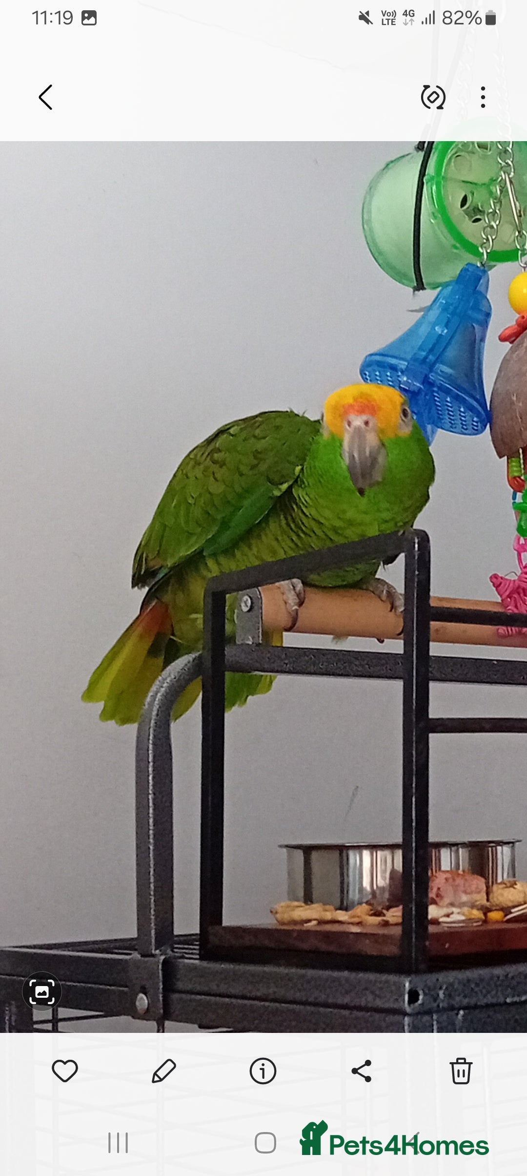 Parrots birds for sale: Elderly  amazon parrot - Image 3