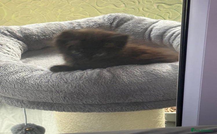 Maine Coon cats - Advert 8