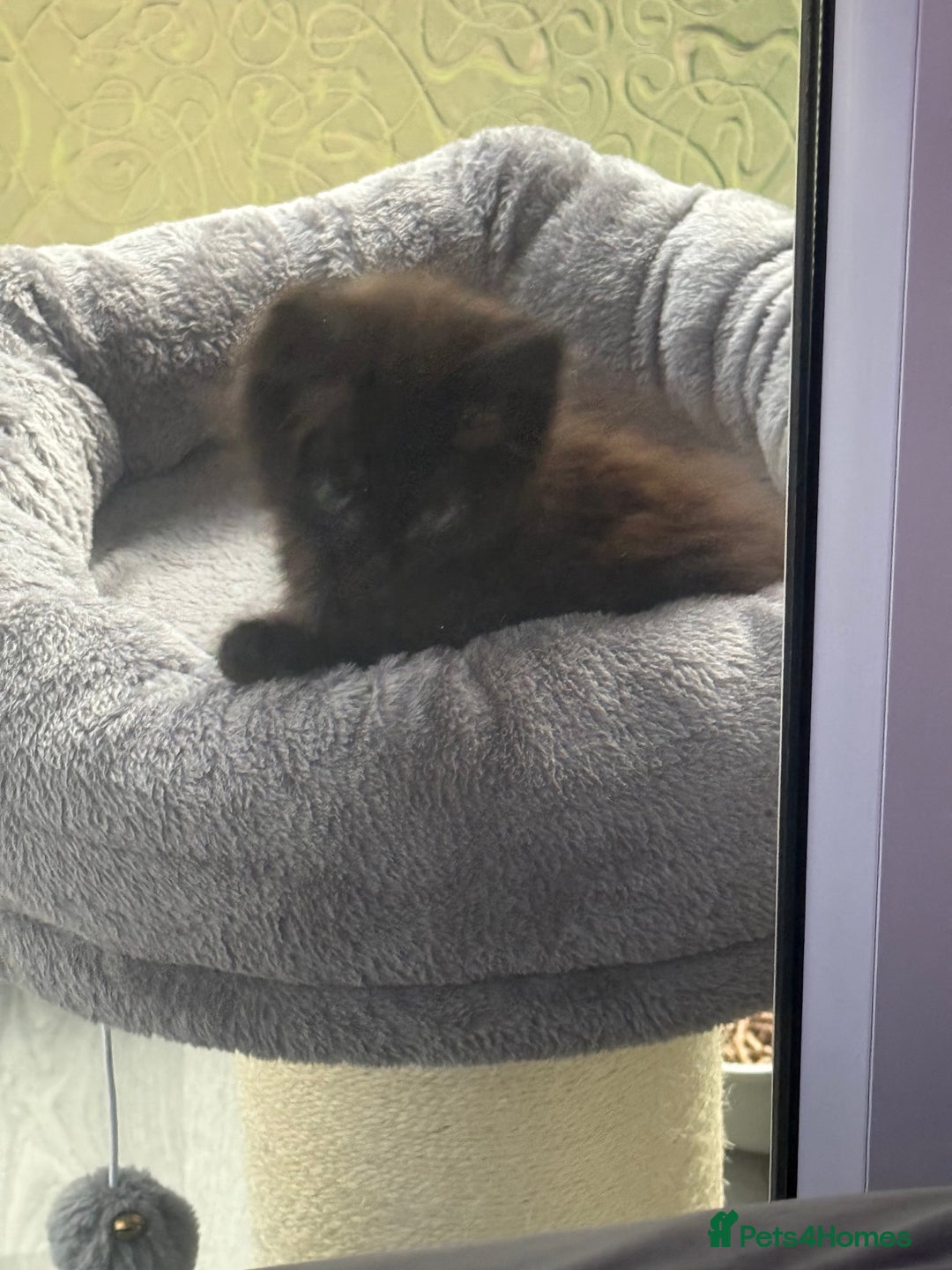 Maine Coon cats for sale: 1 Black Male Maine Coon Cross Kitten - Image 1