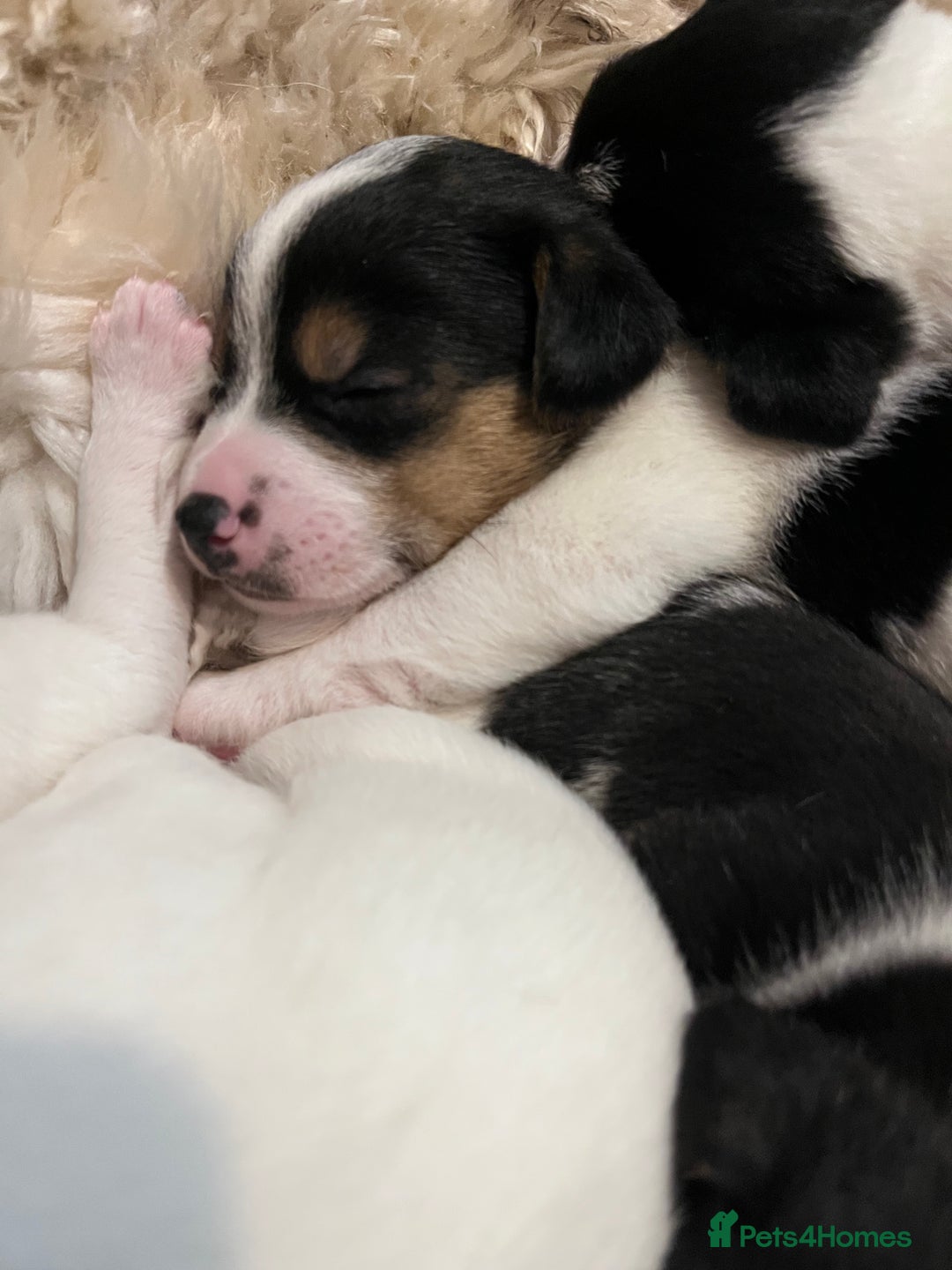 Jack Russell dogs for sale: Jack Russell puppies for sale - Advert 7