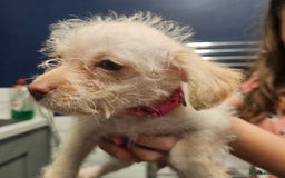 Mixed Breed dogs for sale: Crestepoo puppies  - Image 5