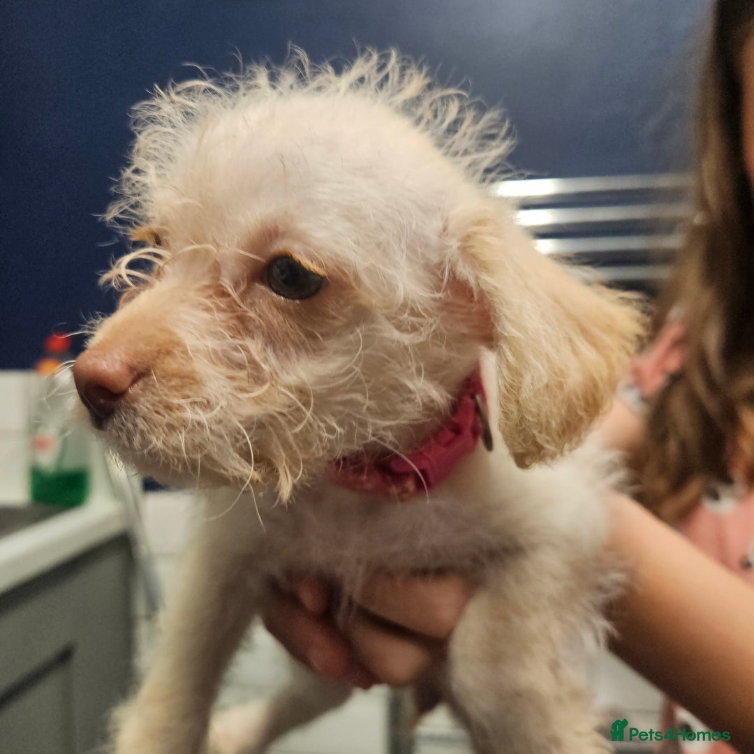 Mixed Breed dogs for sale: Crestepoo puppies  - Image 5