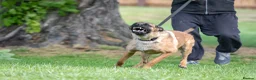 Belgian Shepherd Dog dogs for sale: KC registered Malinios bitch  - Advert 11