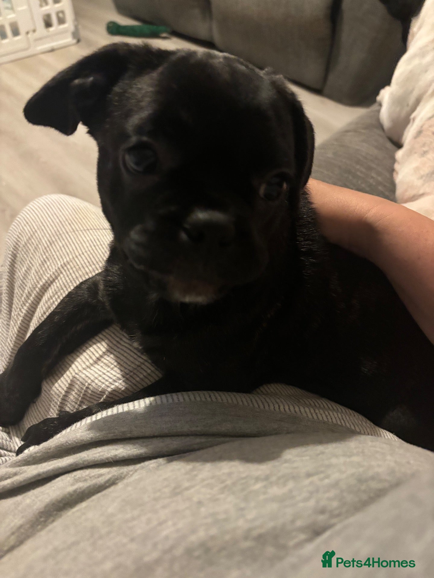 Frug dogs Beautiful baby girl frug available now! - Advert 7