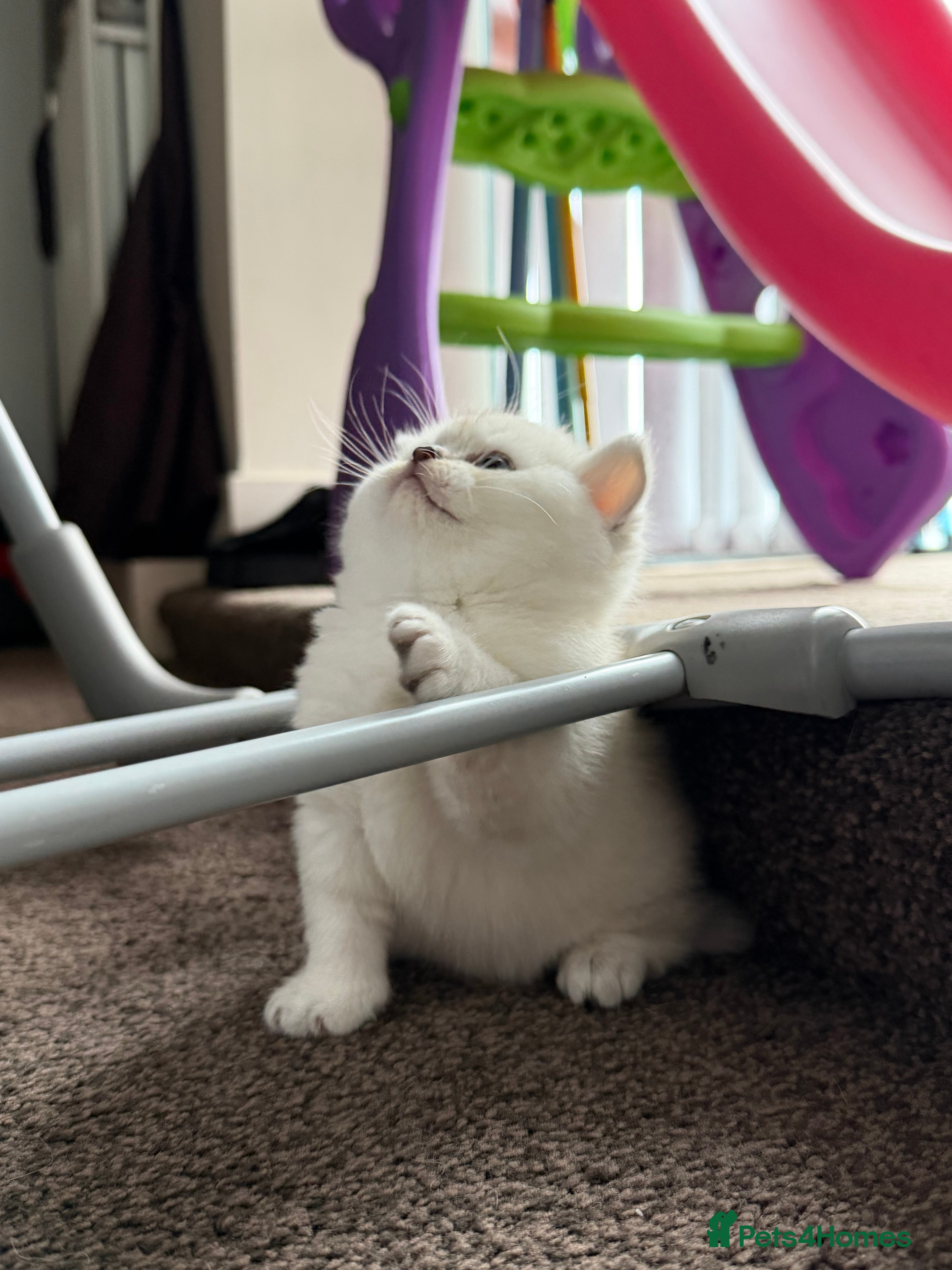 British Shorthair cats British shorthair  - Advert 4