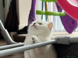 British Shorthair cats British shorthair - Advert 1