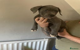 Mixed Breed dogs for sale: Presa Canario x Cane Corso  - Image 9