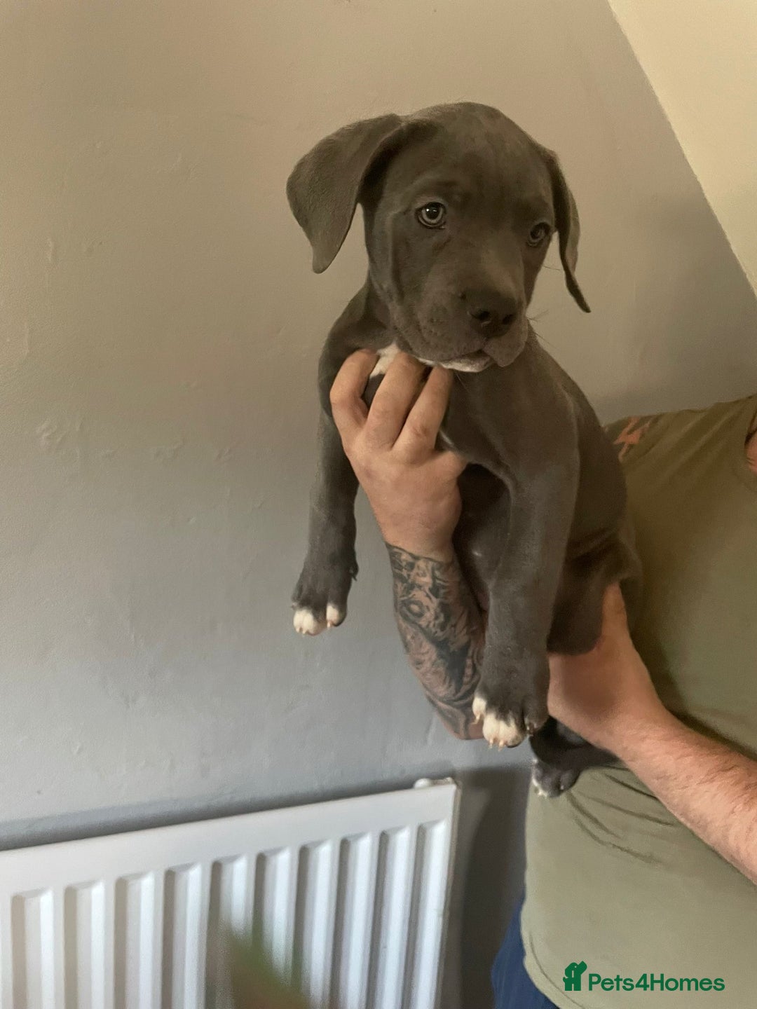 Mixed Breed dogs for sale: Presa Canario x Cane Corso  - Image 9