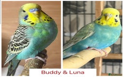 Budgerigars birds for sale: Hand Tame Budgie Chicks Ready early December  - Image 2