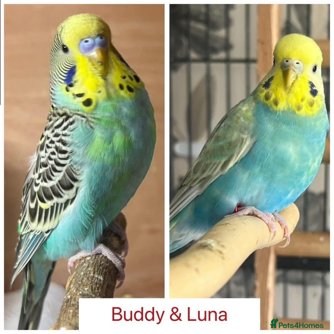 Budgerigars birds for sale: Hand Tame Budgie Chicks Ready early December  - Image 2